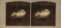 Jardin des Plantes à Paris. La Ménagerie .Probablement « N°82 Moutons de Sienburg » Attribué à Nicolas Pierre Collin (Jardin des Plantes in Paris. Sheeplike comming from Sienburg) 