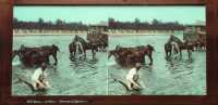 « 9774 Paris - La Seine - Chevaux à l'abreuvoir » (Paris - The Seine. Horses at the  watering place) 