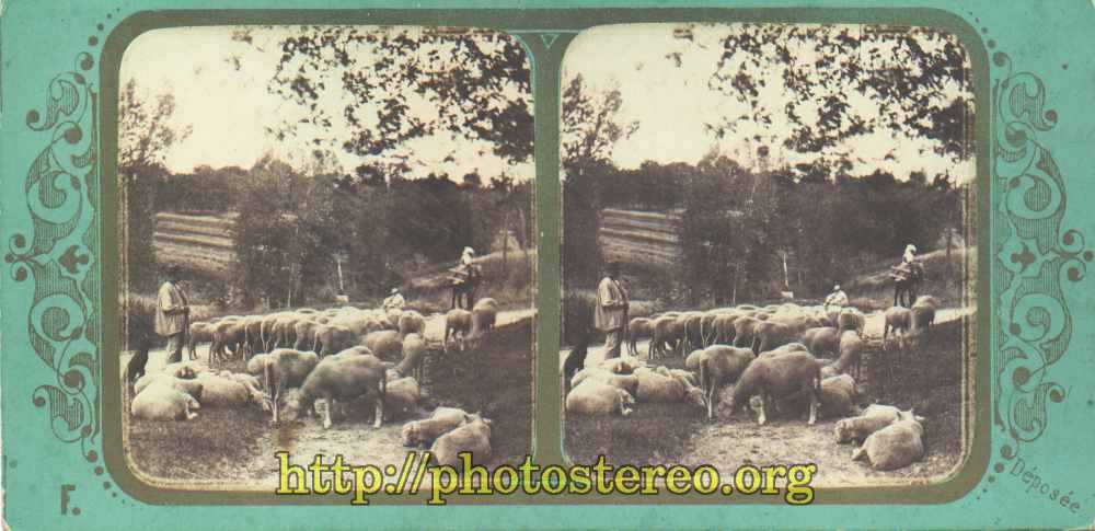 « 44 - Moutons ».  Tirage Viret et Fraget. (Shepherd and sheeps. Edited by Viret and Fraget.) 